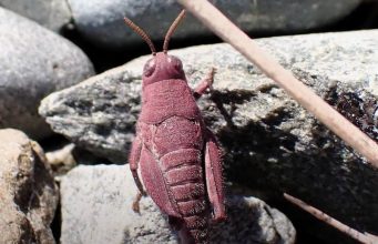 В Новой Зеландии заметили редкого розового кузнечика