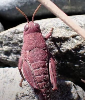 В Новой Зеландии заметили редкого розового кузнечика