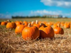 В Гагаузии отметили Тыквенный Спас — праздник солнечного урожая