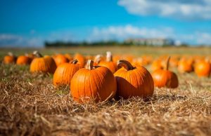 В Гагаузии отметили Тыквенный Спас — праздник солнечного урожая