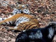 В зоопарках Молдовы запретят кормить животных
