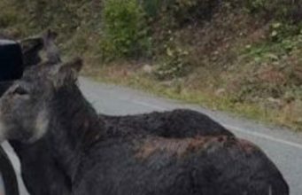 Жительница Кагула написала заявление в полицию на соседского осла