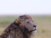 Льва с кудрявой гривой заснял фотограф — кадры тут же разлетелись по соцсетям.