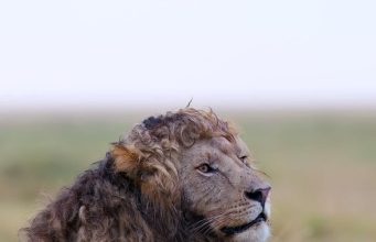 Льва с кудрявой гривой заснял фотограф — кадры тут же разлетелись по соцсетям.