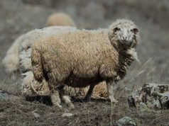 В Румынии предлагают «усыновить» овцу или фруктовое дерево и получать продукты на дом